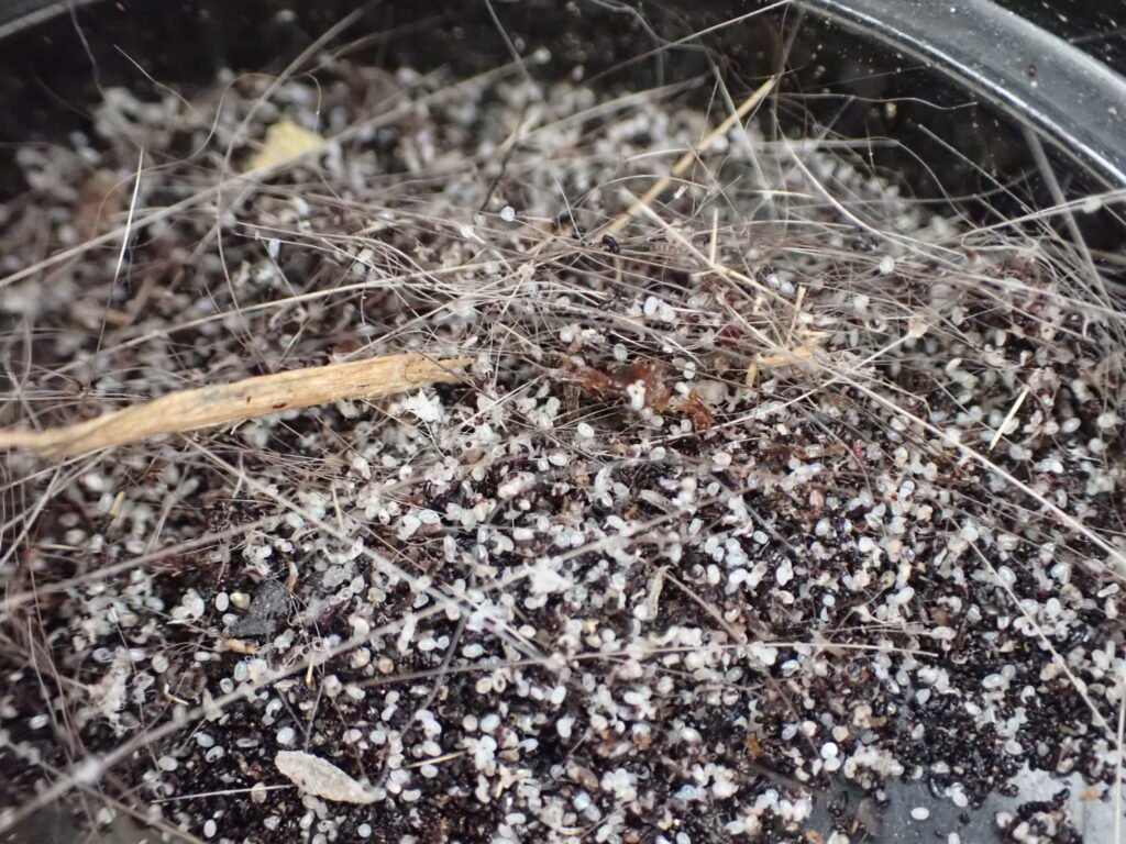 ノミの卵