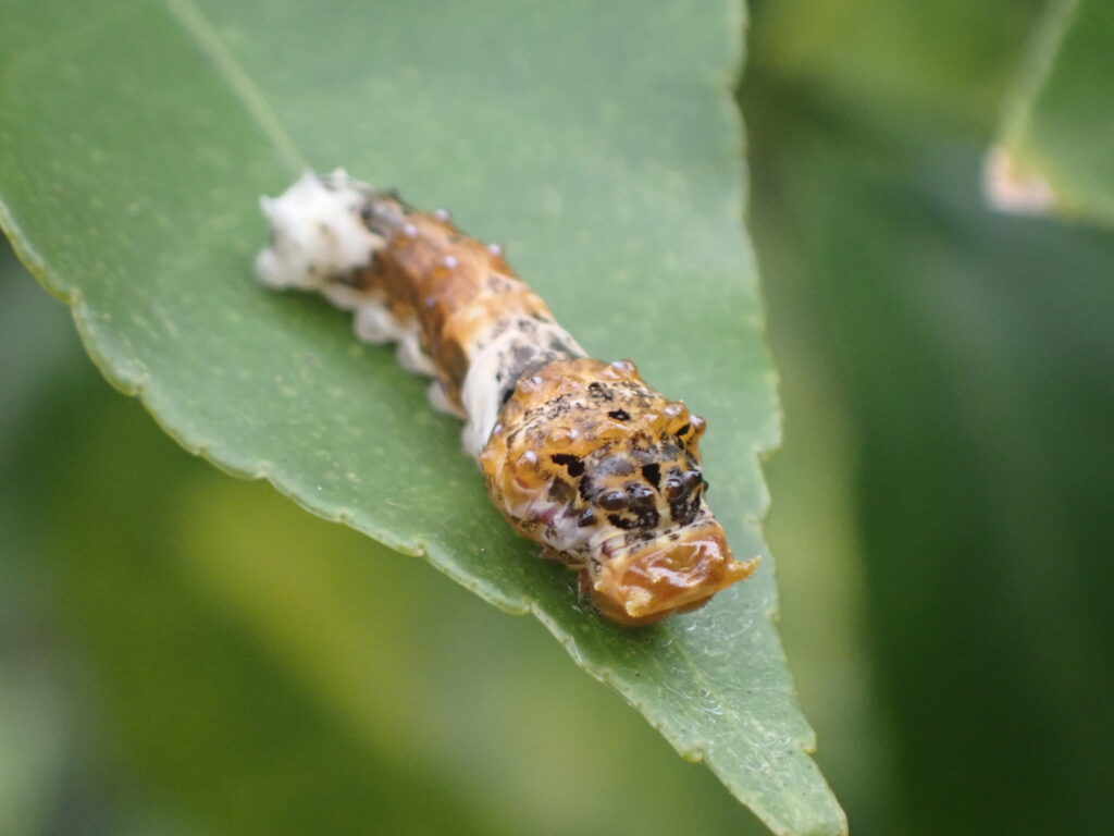 アゲハの仲間の幼虫