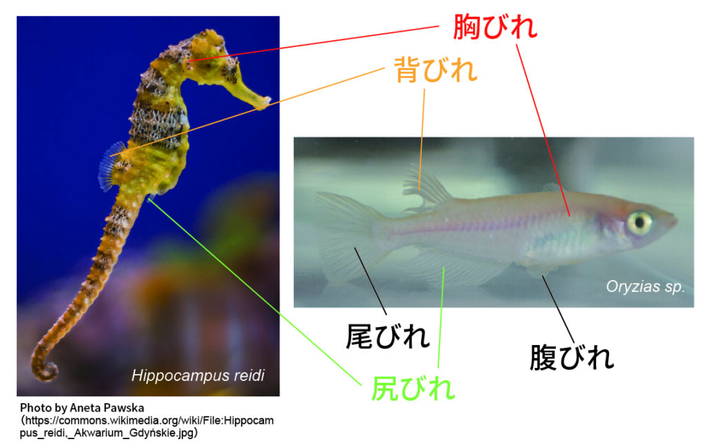 タツノオトシゴのヒレの説明