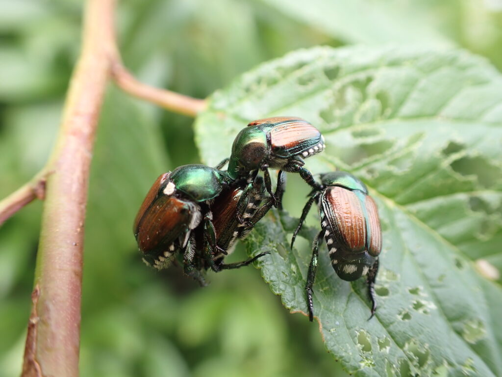 マメコガネ