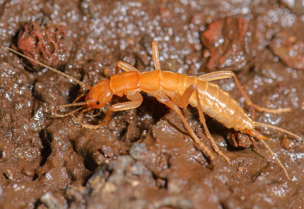 Adult_ice-crawler,_Grylloblatta_sp._“Trout_Lake_Caves”_(18760843636)