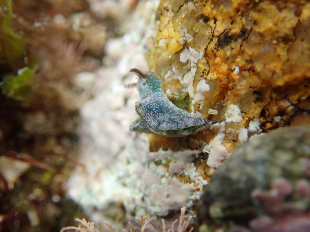 File:Elysia viridis (Montagu, 1804) 1.jpg
