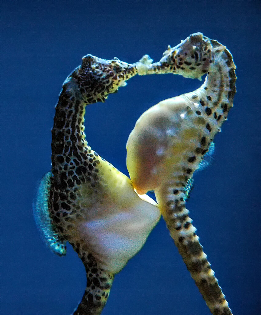 Hippocampus_abdominalis,_apareamiento_(cropped_retouched)