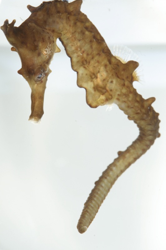 Hippocampus_coronatus_1