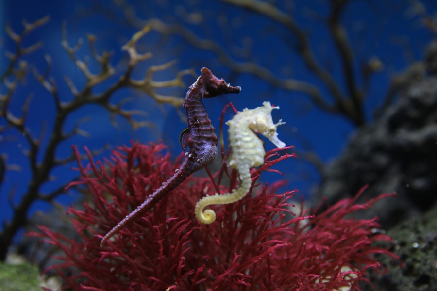 Hippocampus_haema_couple