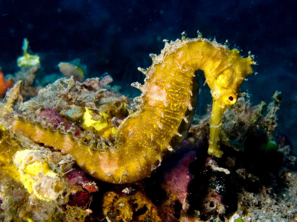 Hippocampus hystrix