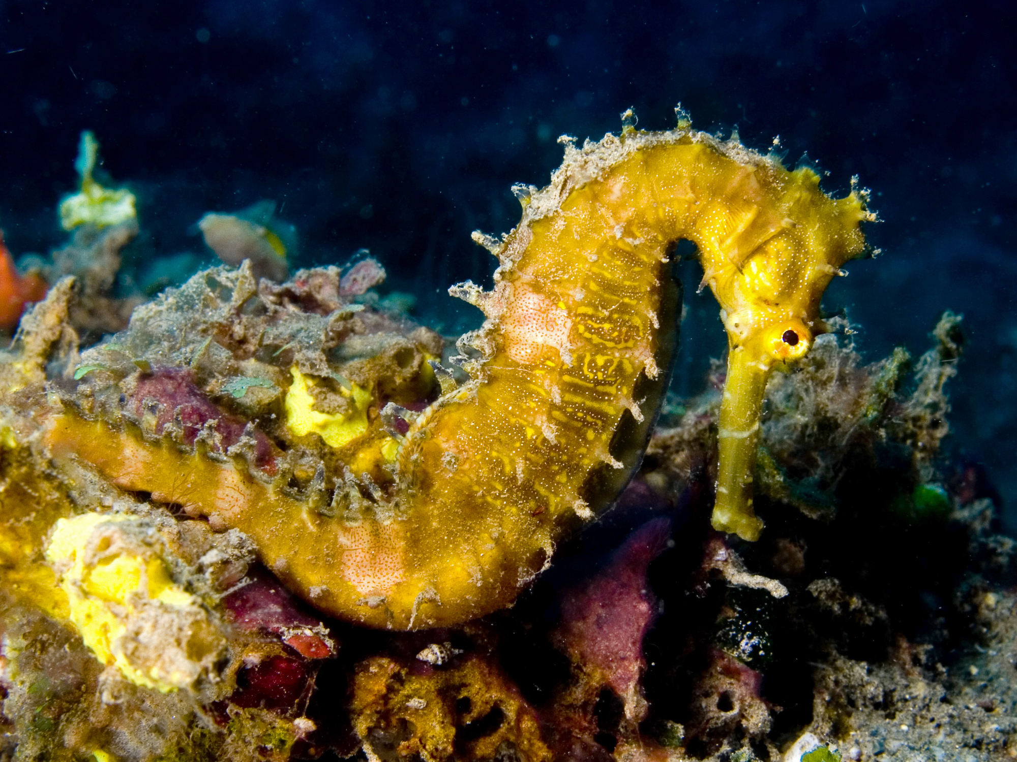魚らしからぬ魚 - いきもの発見日和