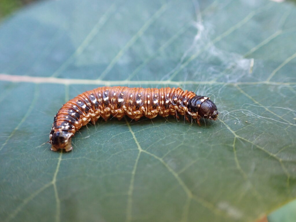 トサカフトメイガの幼虫