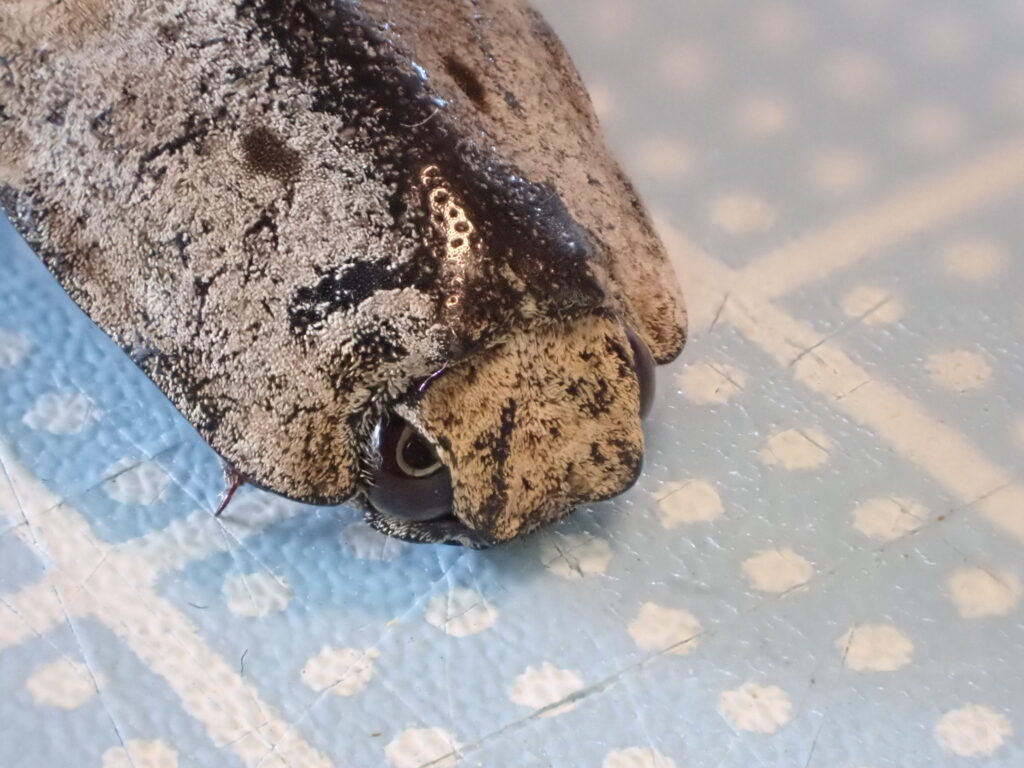 オオフタモンウバタマコメツキ