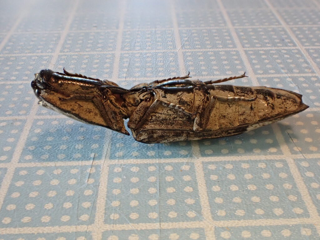 オオフタモンウバタマコメツキ