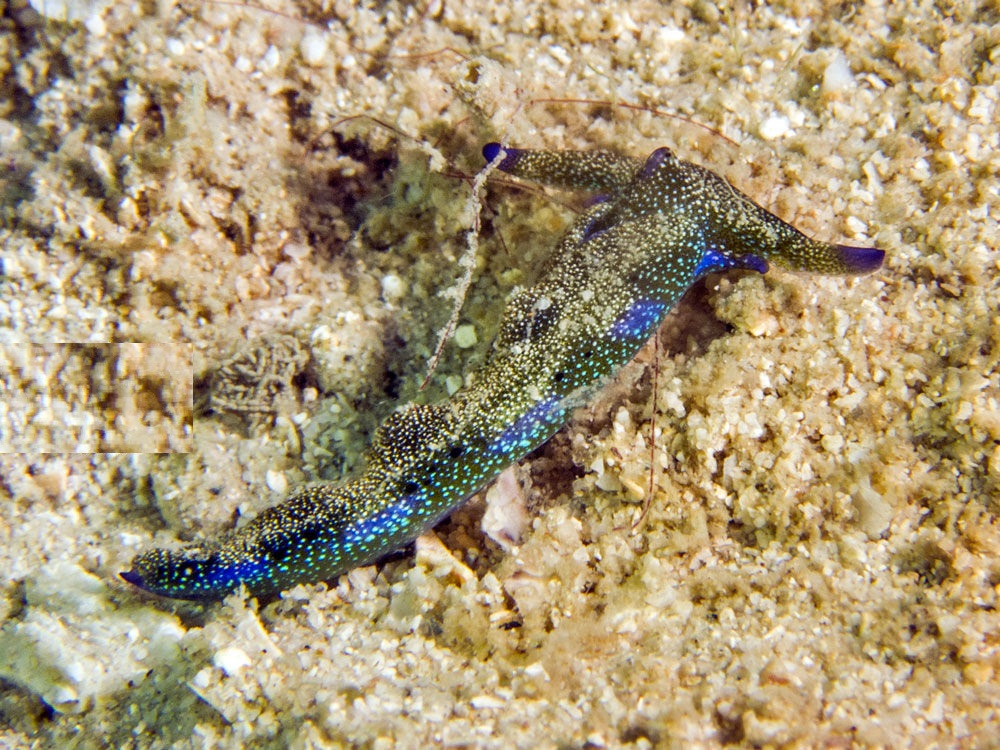 Plakobranchus_ocellatus,_Koh_Phangan_2