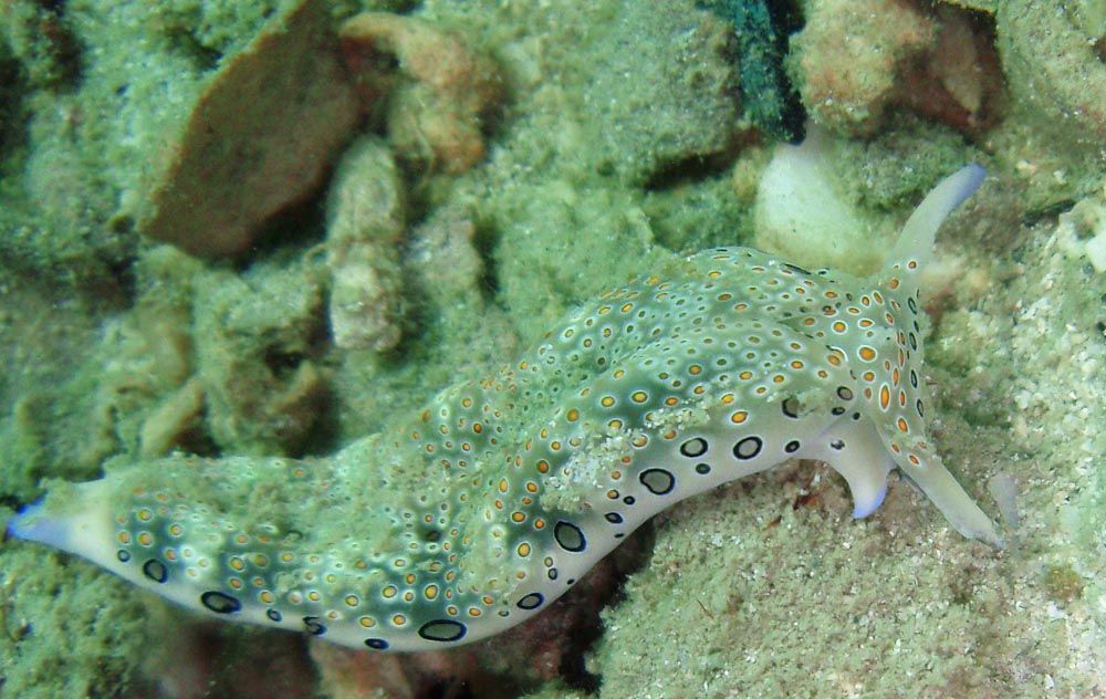 Plakobranchus_ocellatus,_Koh_Phangan_3