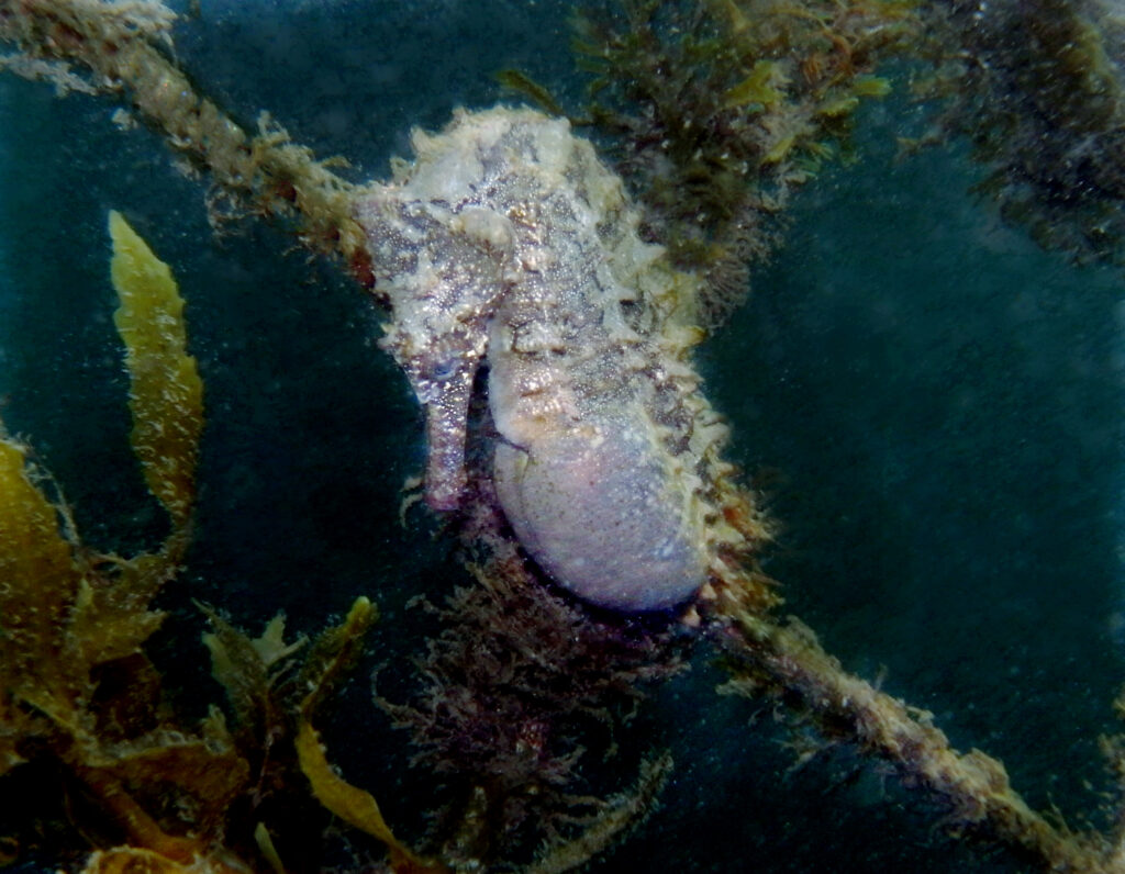 Hippocampus whitei 