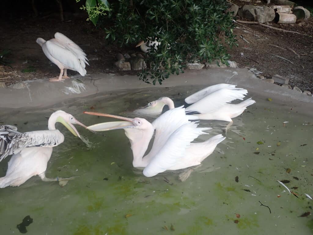モモイロペリカン