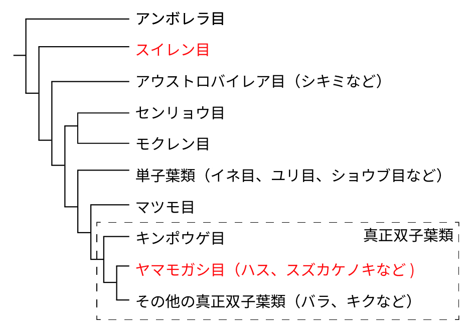 ハスとスイレンの系統的位置関係