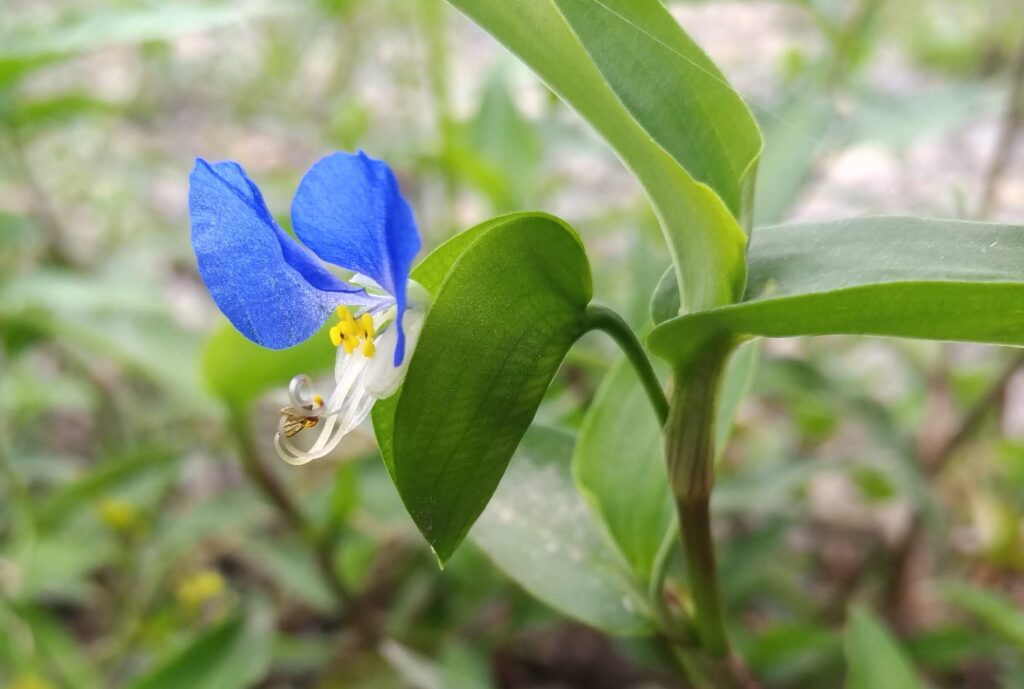ツユクサの花