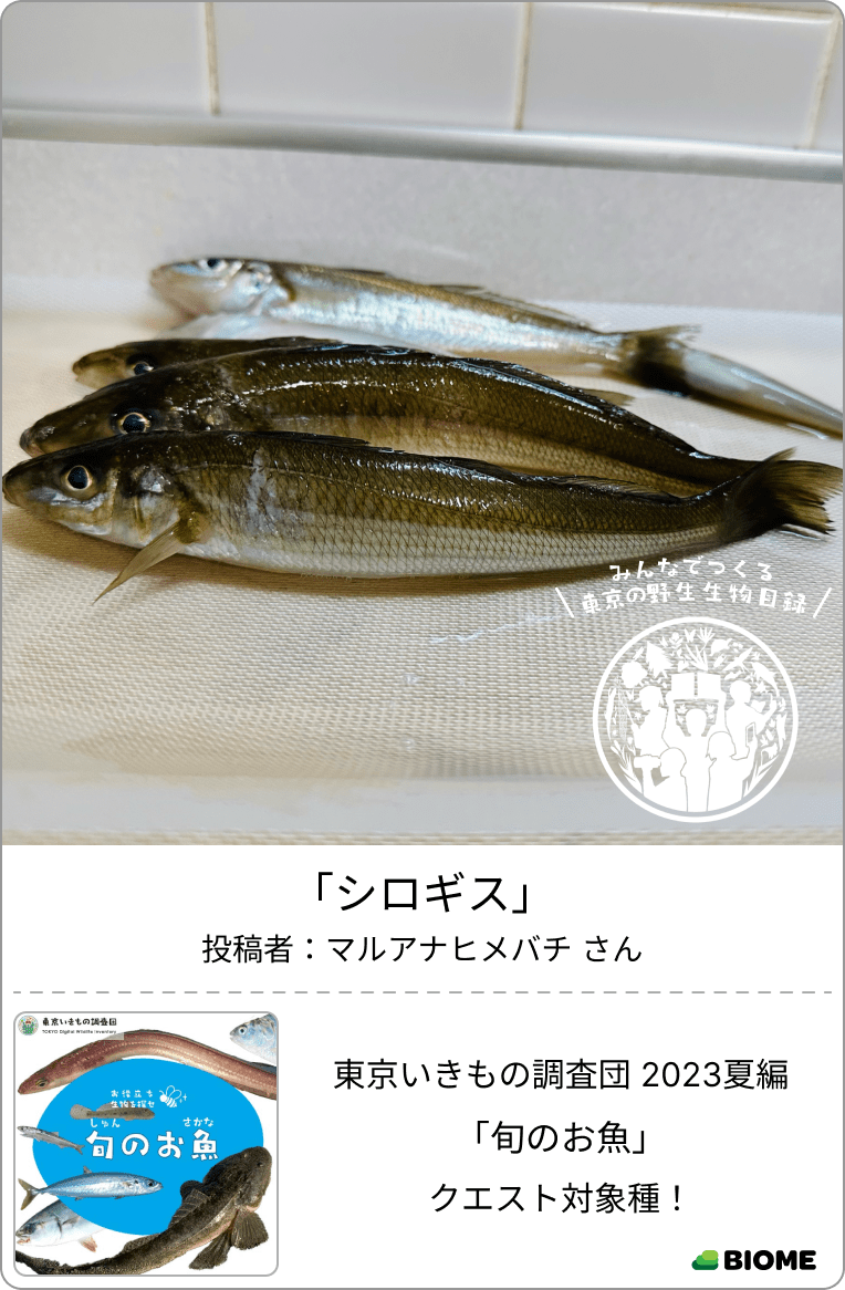 東京いきものギャラリー|東京いきもの調査団