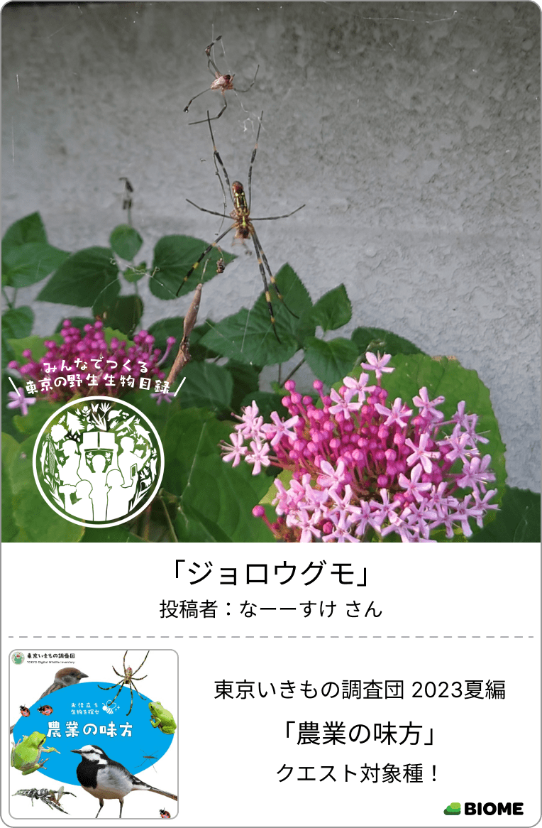 東京いきものギャラリー|東京いきもの調査団