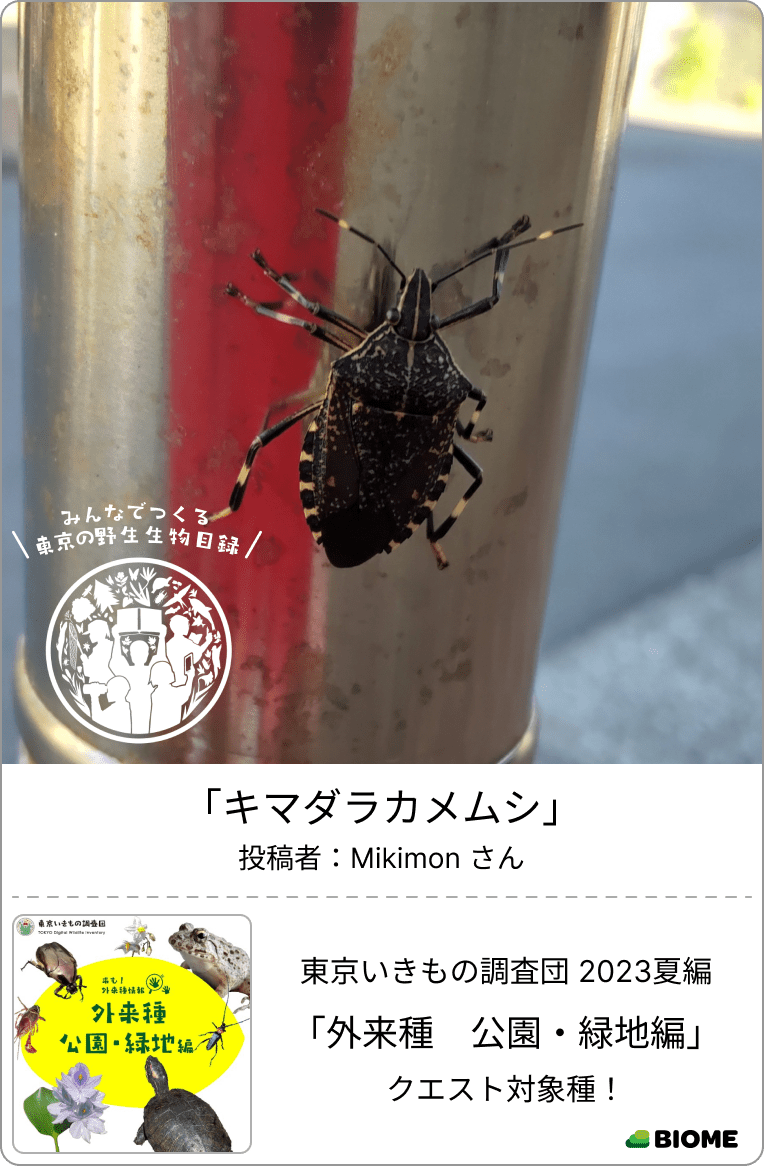 東京いきものギャラリー|東京いきもの調査団