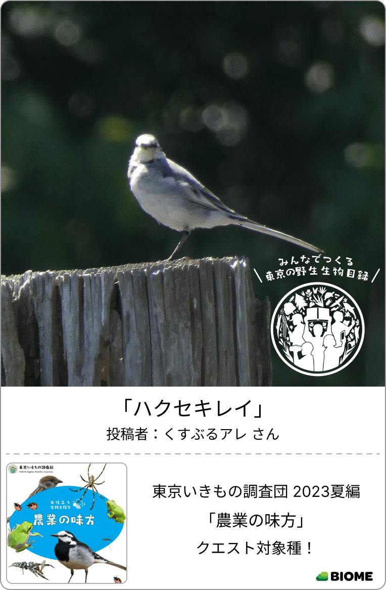 東京いきものギャラリー|東京いきもの調査団