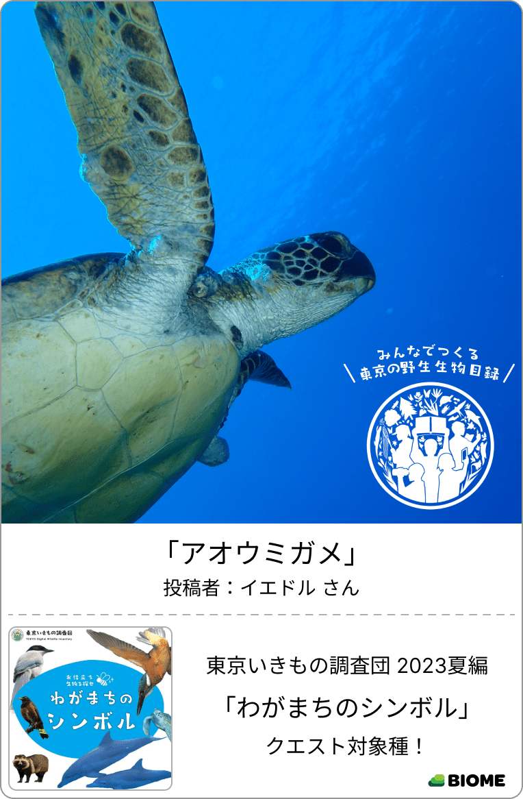 東京いきものギャラリー|東京いきもの調査団