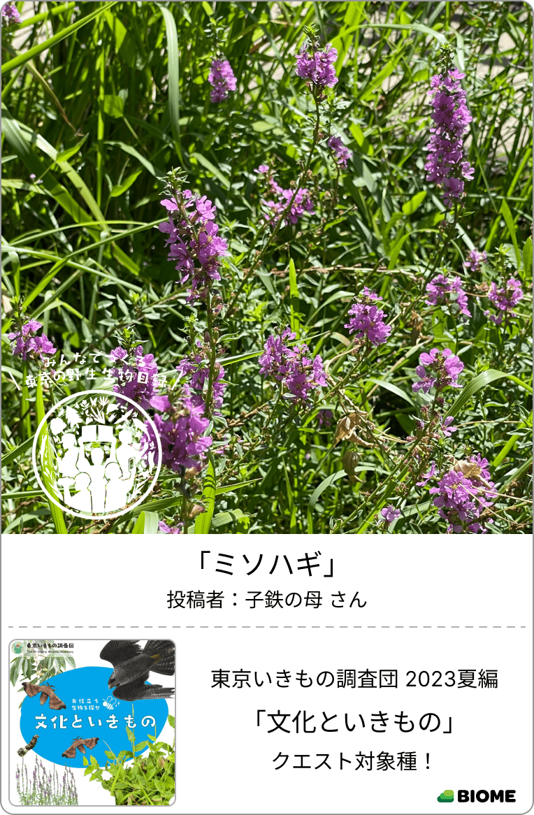 東京いきものギャラリー|東京いきもの調査団