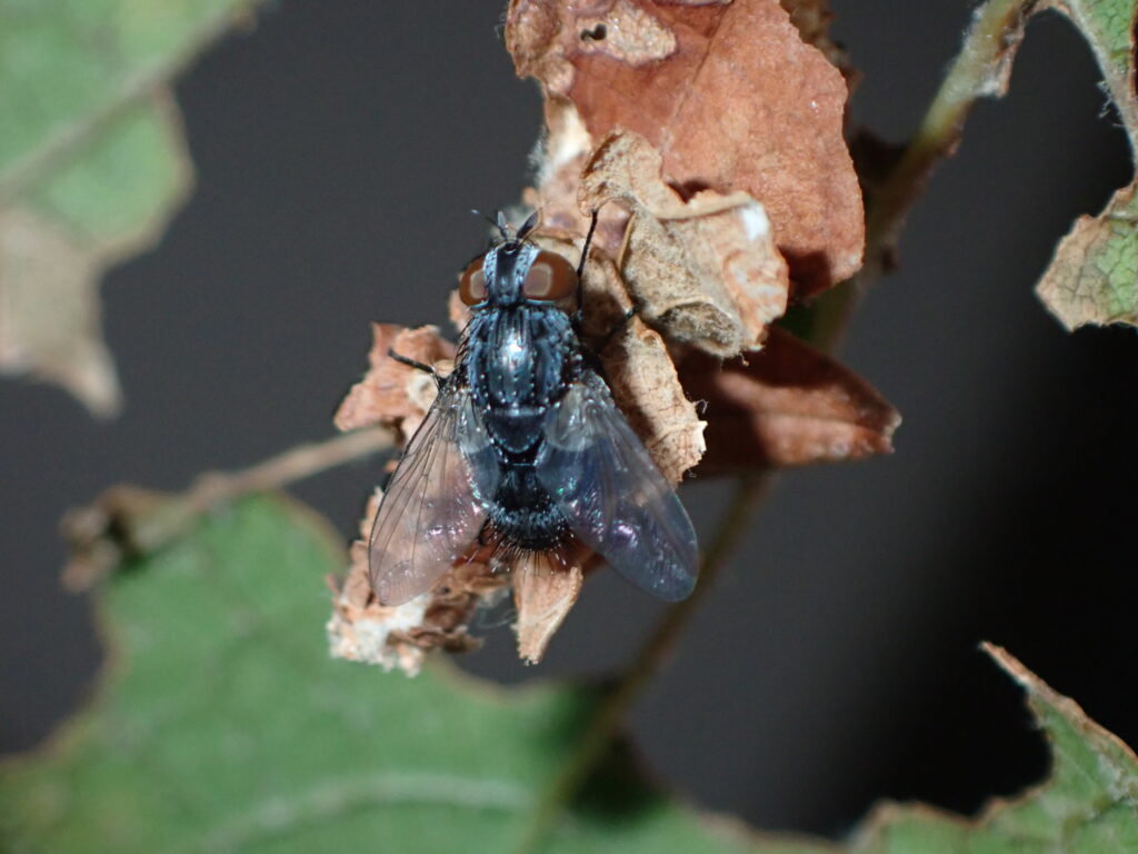オオミノガヤドリバエ？