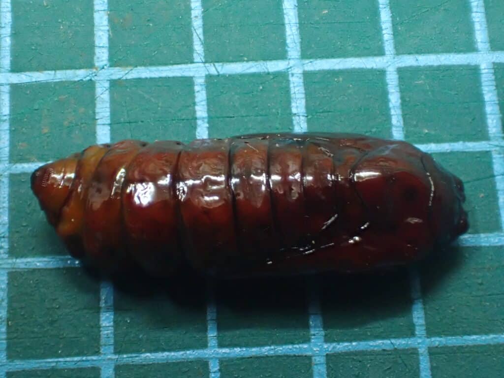 ナンキンキノカワガ