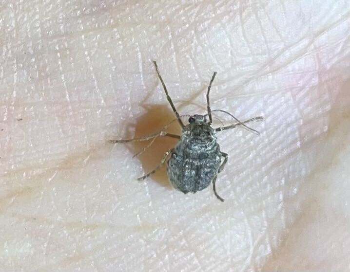 フユシャクのメス