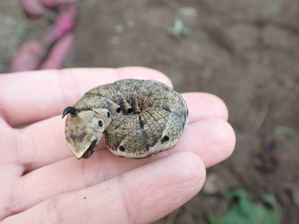 エビガラスズメ