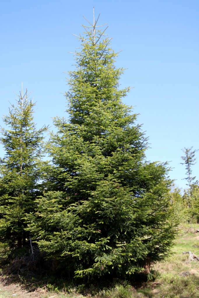 Abies alba