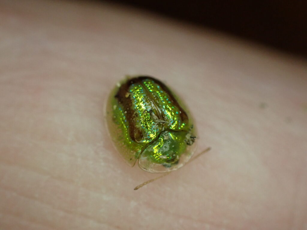 タテスジヒメジンガサハムシ