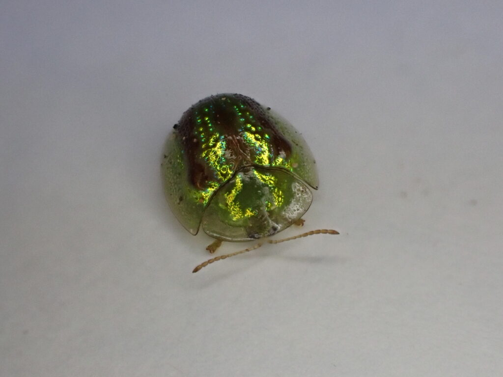 タテスジヒメジンガサハムシ
