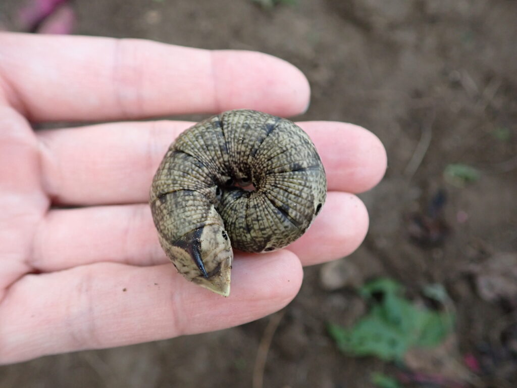エビガラスズメ
