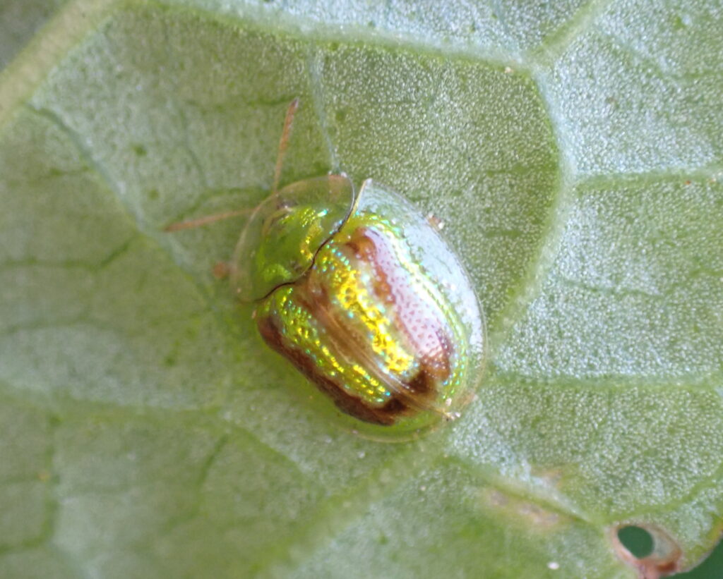 タテスジヒメジンガサハムシ