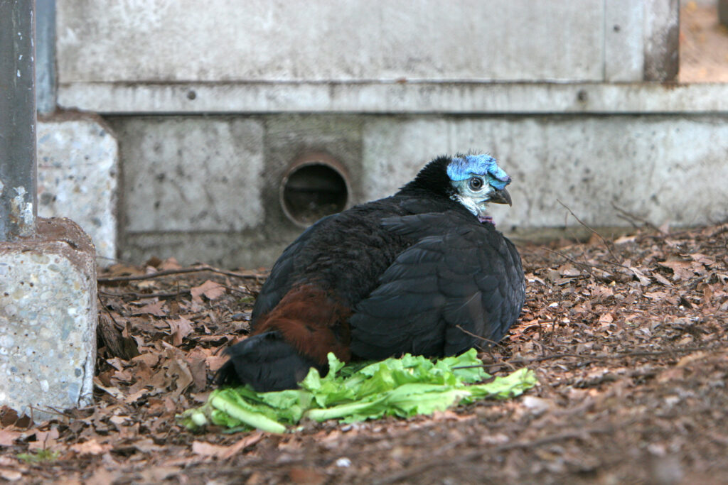 エボシツカツクリ