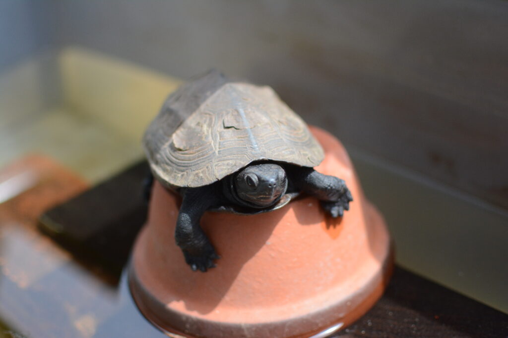 クサガメ