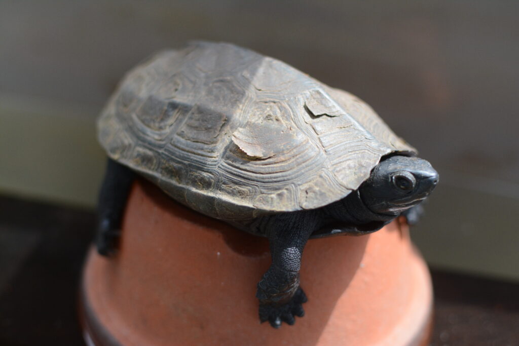クサガメ