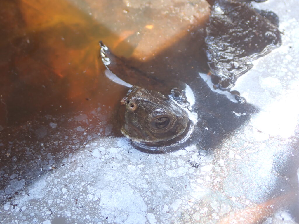 クサガメ