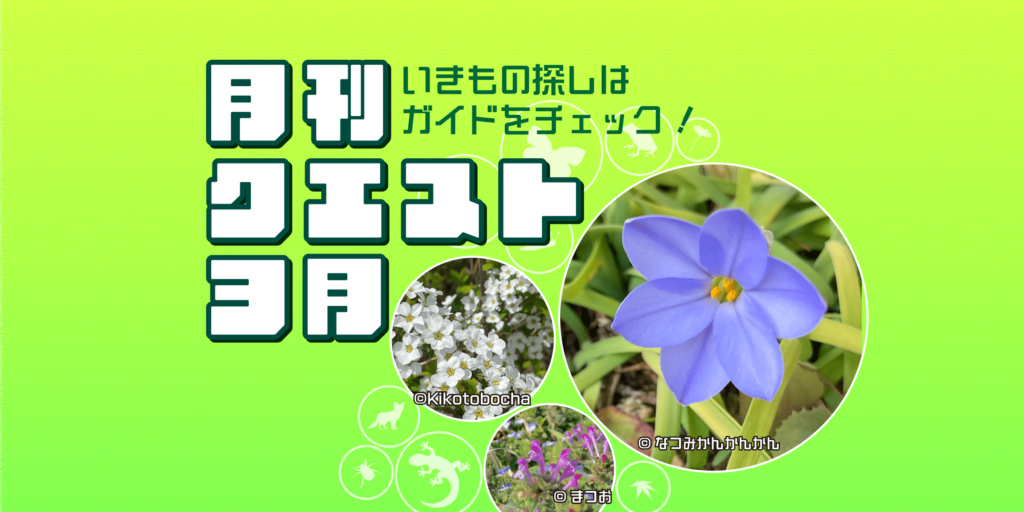 3月のクエスト一覧