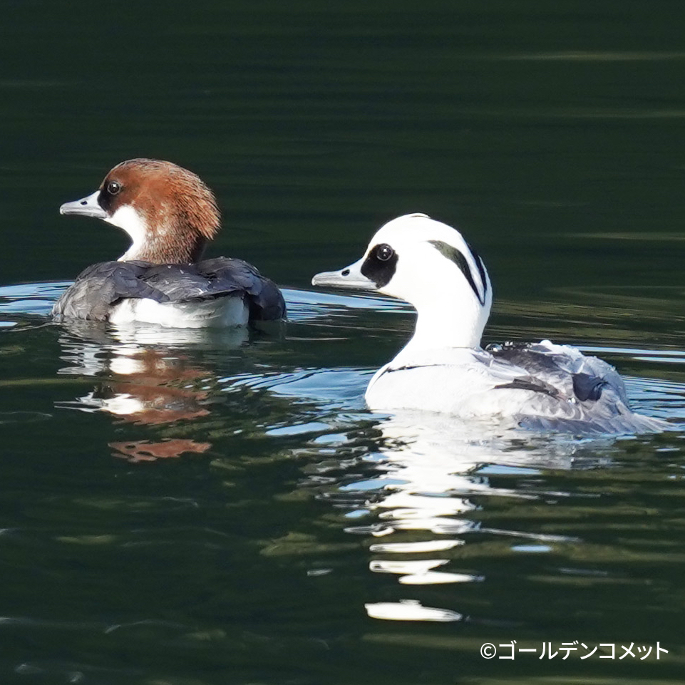 ミコアイサ