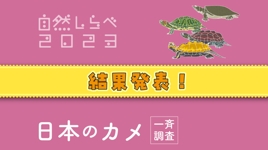 「日本のカメ一斉調査〜自然しらべ2023〜」結果発表！