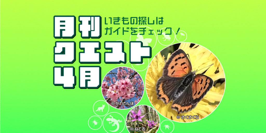 4月のクエスト一覧