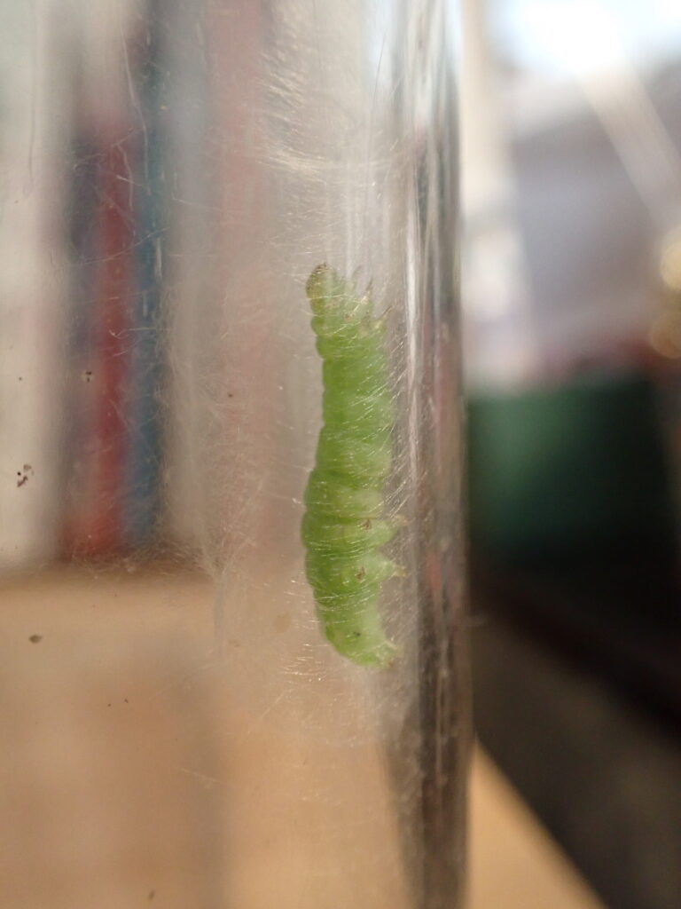 イラクサギンウワバ