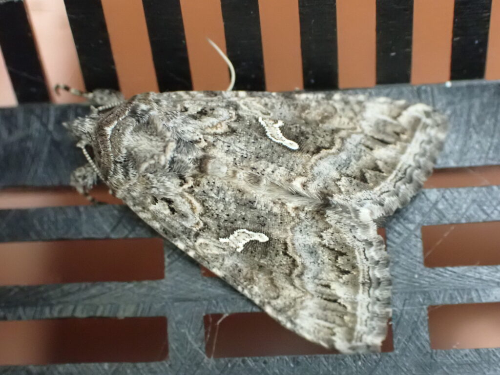 イラクサギンウワバ