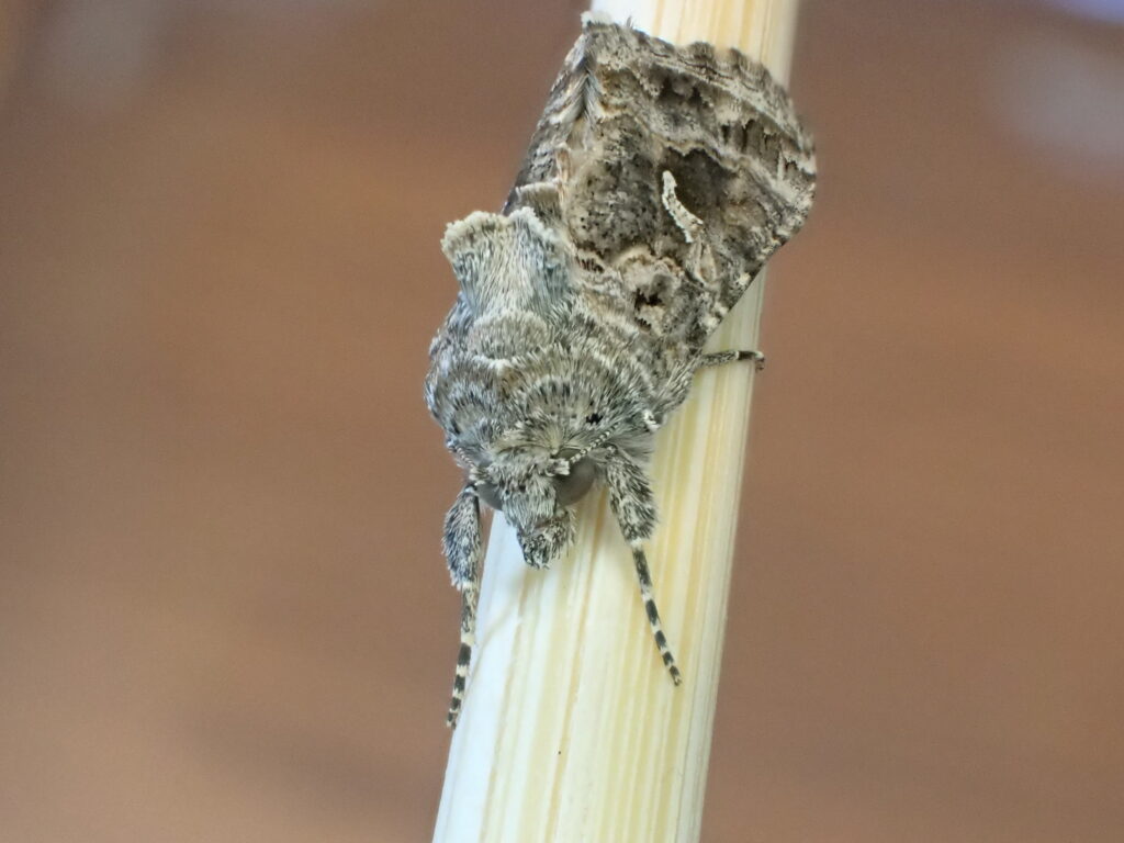 イラクサギンウワバ