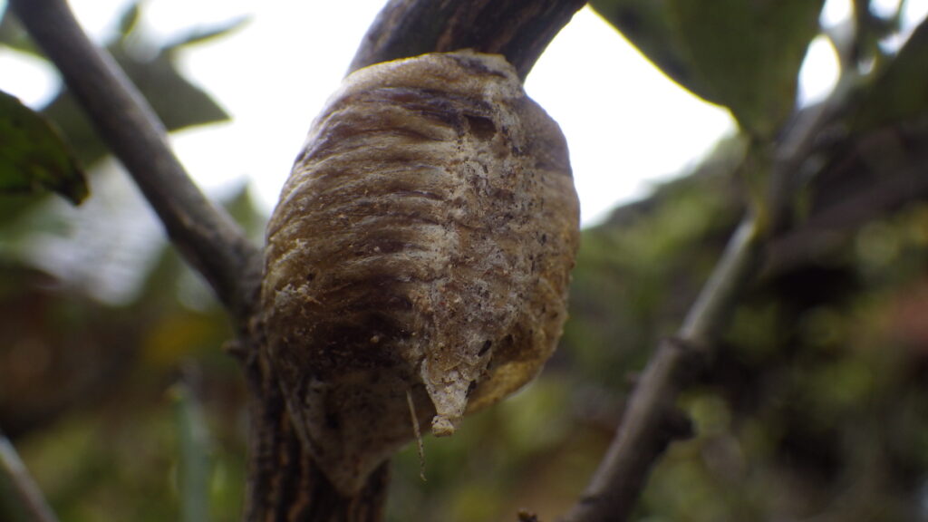 ハラビロカマキリの卵
