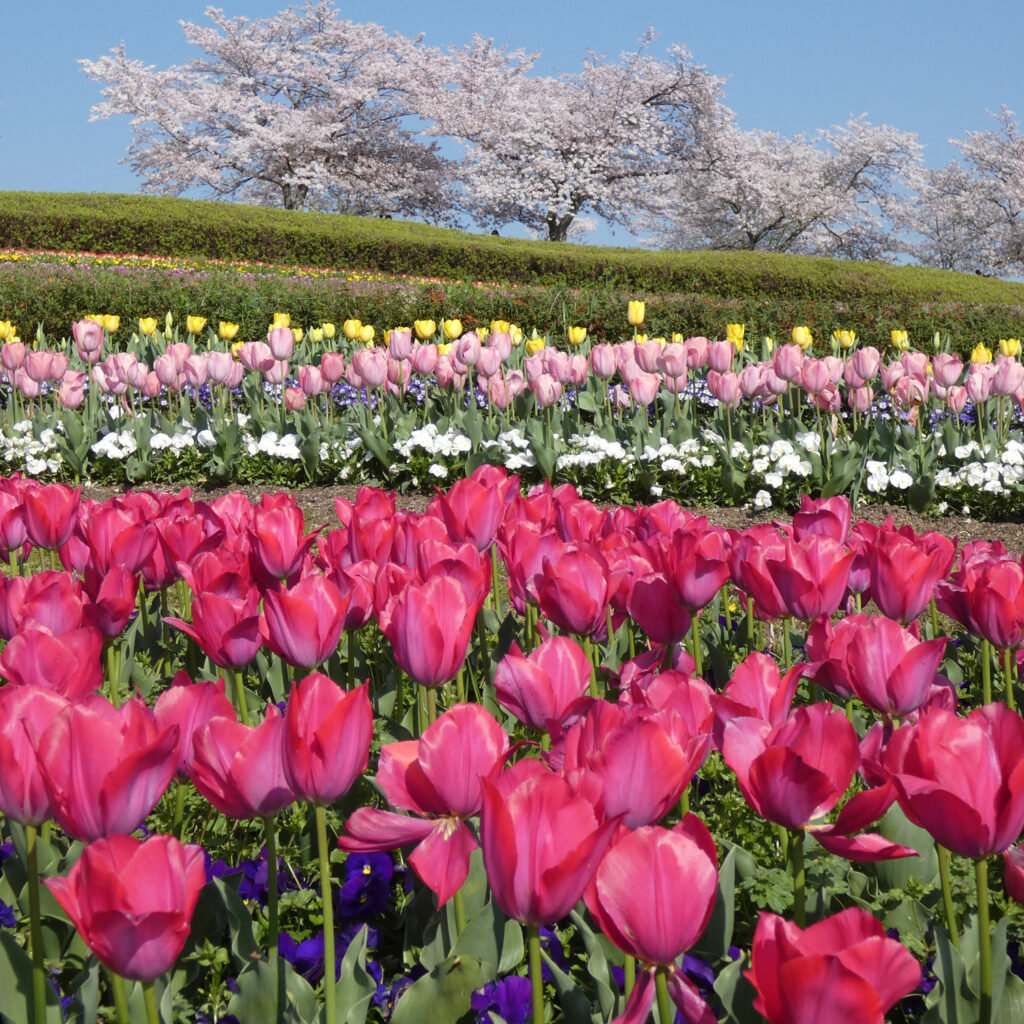 チューリップの花畑