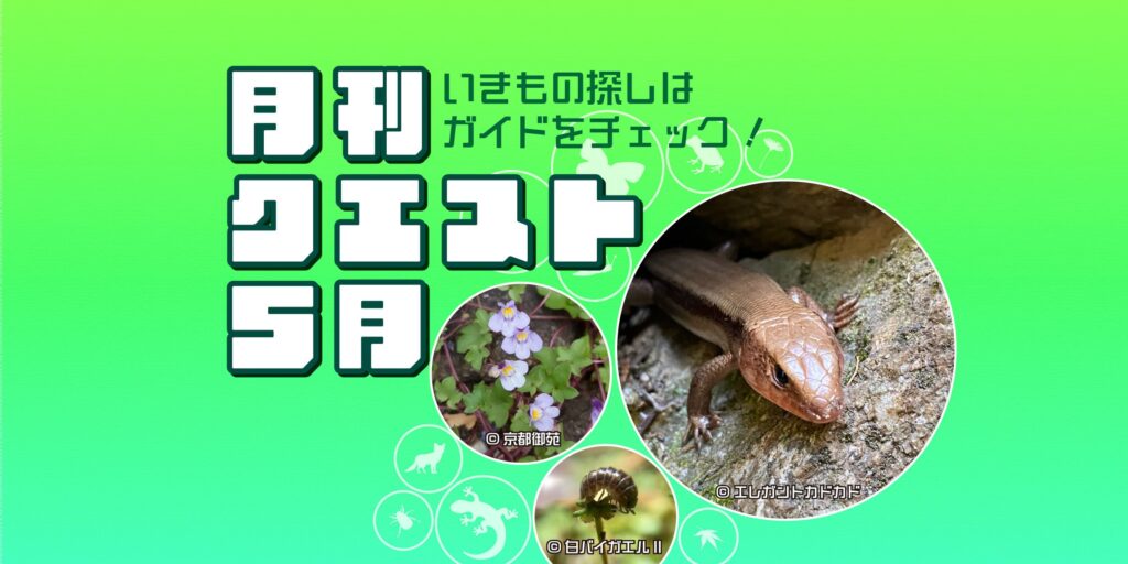 5月のクエスト一覧