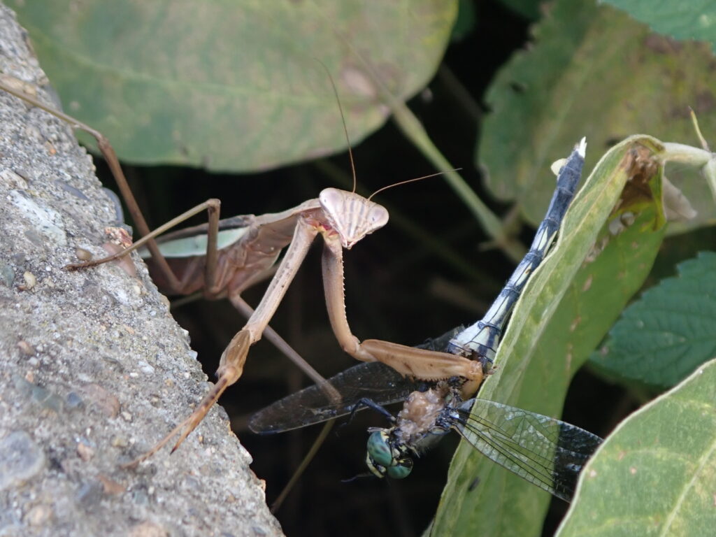 オオカマキリ